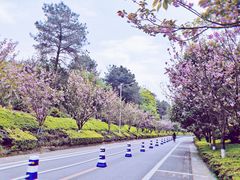 -铁山坪森林公园