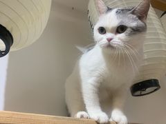 -柴迷FANS CLUB·柴犬狗咖·猫咖