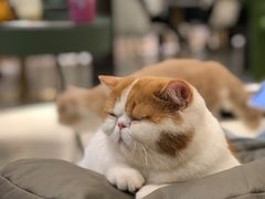 -飞行喵MR PILOT|猫舍·猫咖(静安大融城店)