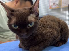 -pd派德宠物中心医院24H急重症·眼科中心·血液透析中心(嵩山北路店)