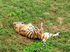 -西霞口神雕山野生动物世界