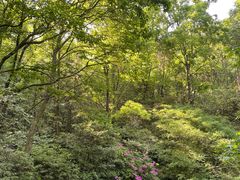 -杭州半山国家森林公园