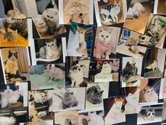 -欣宠猫屋·矮脚拿破仑·蓝金金渐层