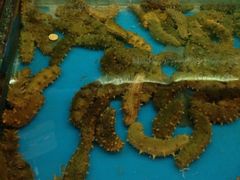 活生生的海参-万宝海鲜舫(劳动公园店)