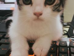 -lincat·猫舍(广州店)