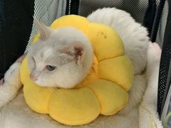 -纳吉亚猫专科动物诊疗中心(蒋宅口分院)
