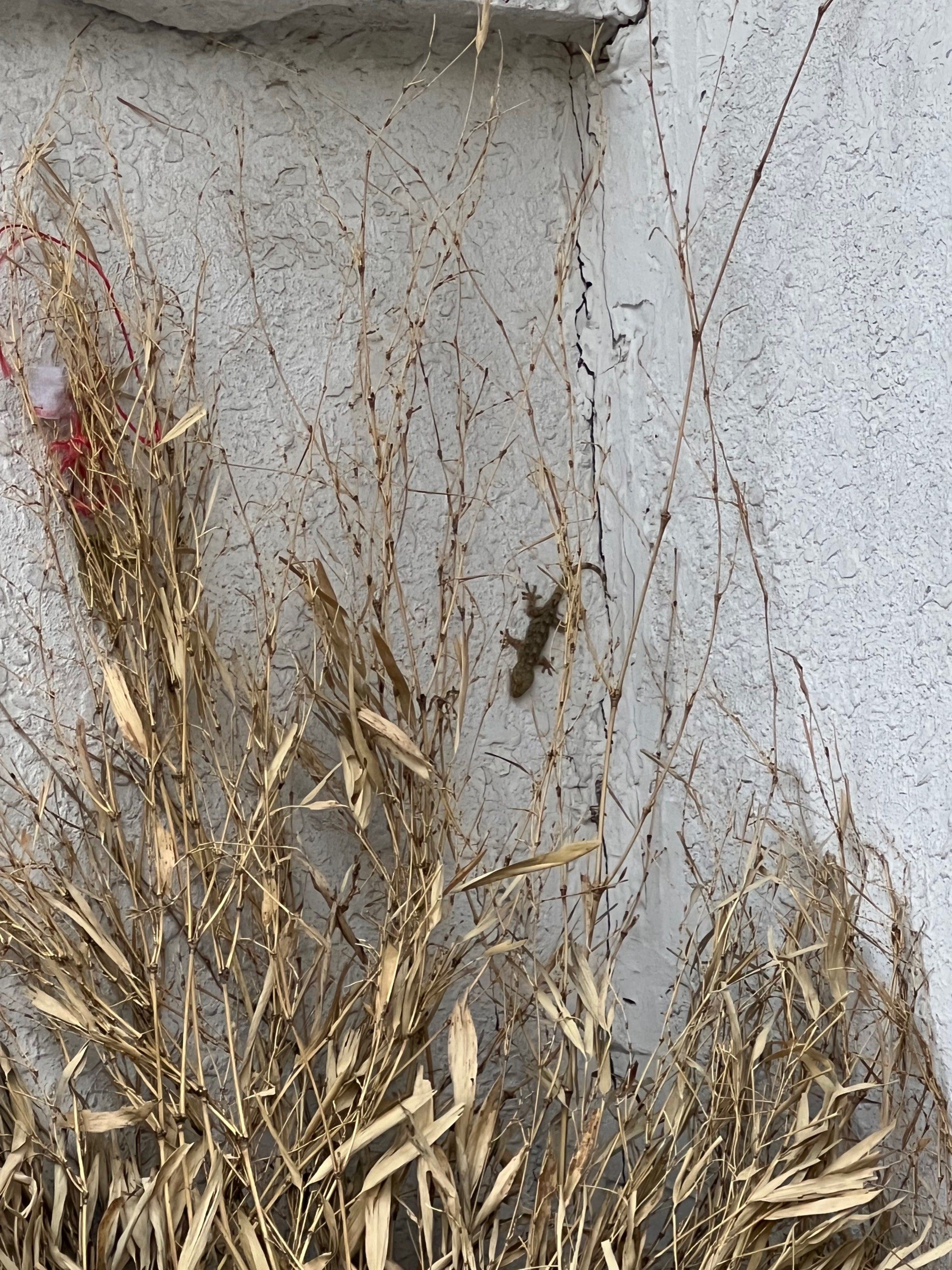 一只壁虎一天最多能吃100只蚊子