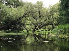 -上海共青森林公园