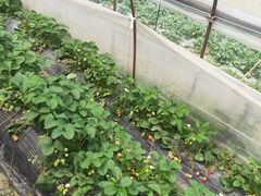 -胜丰草莓采摘园