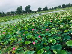 -羊亭河湿地公园