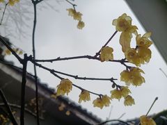 -无锡梅园公园