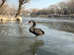 -石家庄市动物园