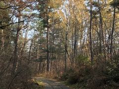 -五营红松林海景区