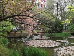 旧道厅樱花-北海道厅旧本厅舍(旧本庁舎)