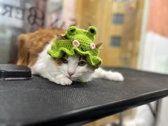 -车接车送·寄养洗护·德文猫舍(大宁店)