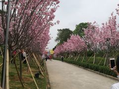 -天适樱花悠乐园