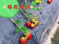 -小鱼草莓采摘园农家乐·小鱼餐厅