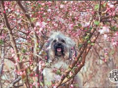 -超宠爱宠物摄影-Super pet