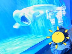 -多彩贵州城极地海洋世界