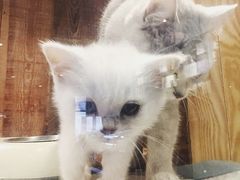 -吉丁鸟咖·异宠·寄养