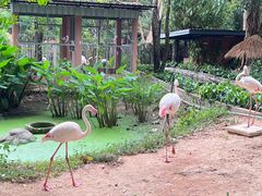 -清迈夜间动物园