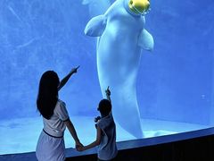 -海合安成都极地海洋公园