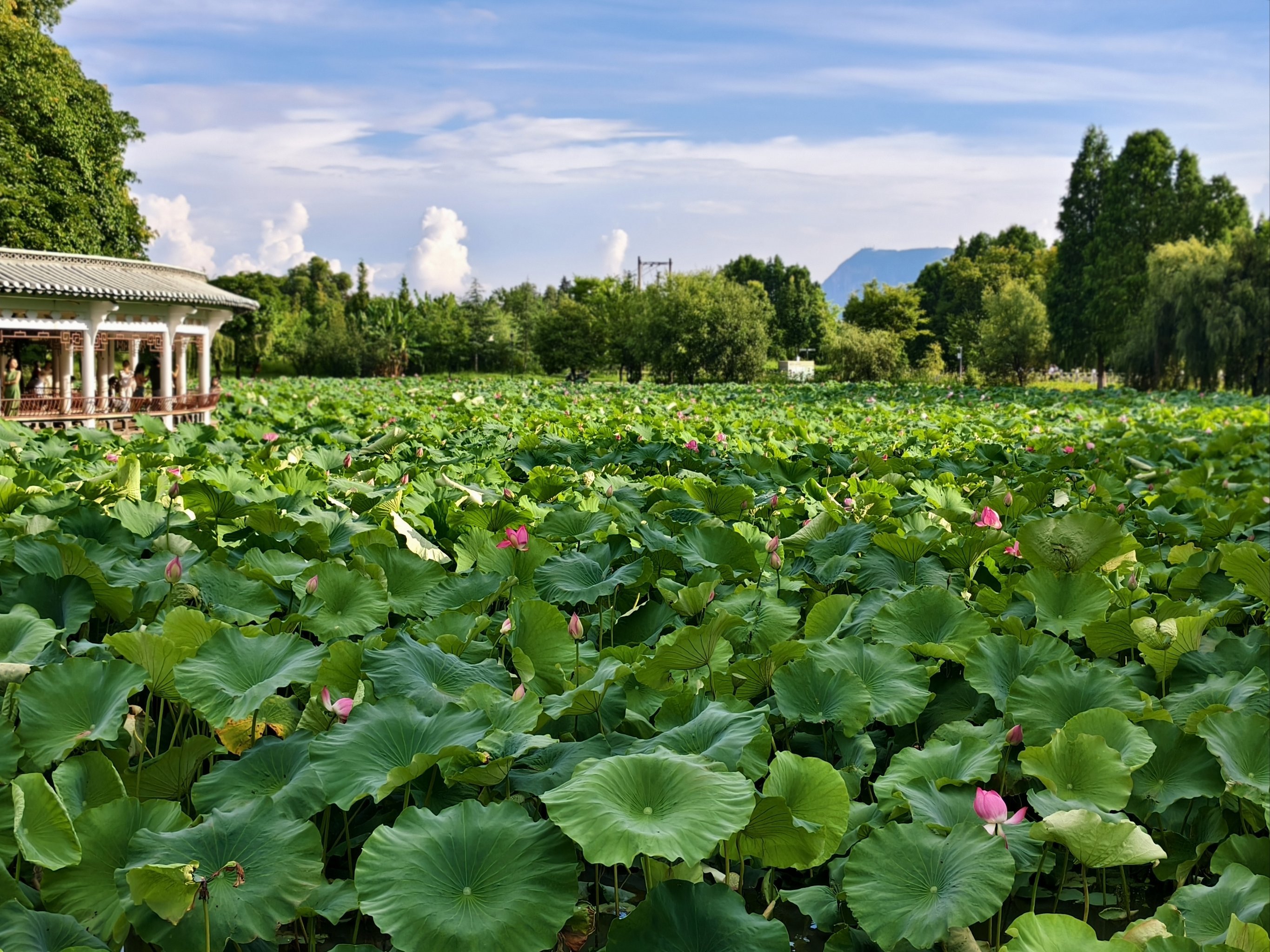 大观楼的荷花是惊涛骇浪般,富贵荣华的体现
