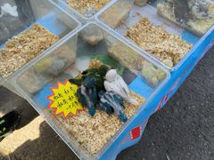 -中环花鸟鱼虫市场