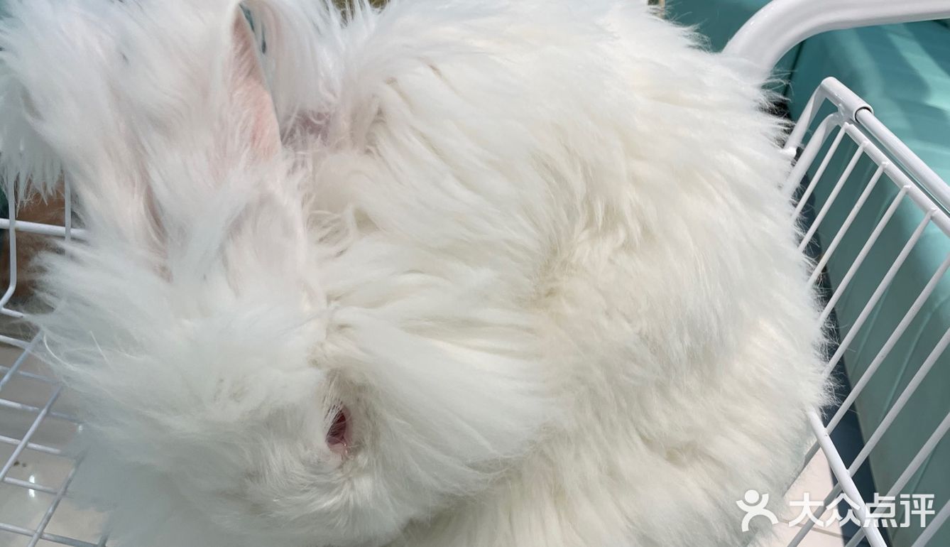 第一次见到这么大的🐰安哥拉兔/完全抱不动
