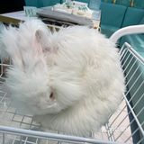 第一次见到这么大的🐰安哥拉兔/完全抱不动