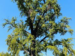 -千年银杏谷文化旅游区