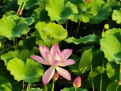 -莲花池公园