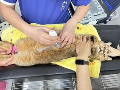 -凯特喵百思猫专科医院
