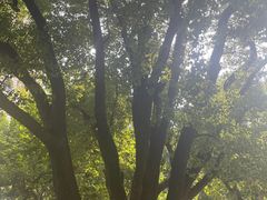 -徐家汇源景区-衡山公园