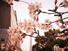 -武汉大学-樱园