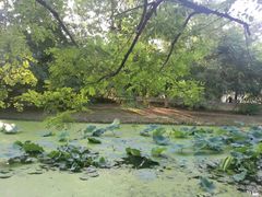 -长白岛森林公园