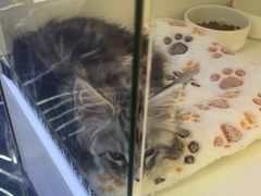 -小猫来了·猫舍(红山六九七九店)