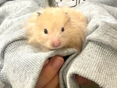 -楼上猫咖(罗湖店)