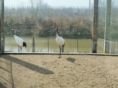 -盐城丹顶鹤湿地生态旅游区