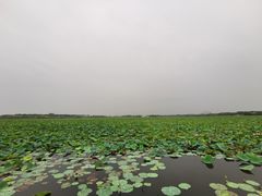 -天津东丽湖风景区