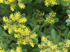 -北京国家会计学院