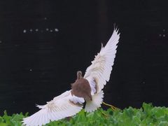 -重庆彩云湖湿地公园