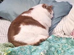 -宝兴源记手撕鸡(第88分店)