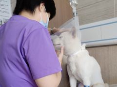 -北京观赏动物医院·24小时大型综合·猫专科·异宠专科