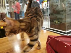 -猫小院猫主题餐厅(三里屯店)