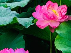 -陈家山荷花公园