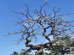 -香山公园