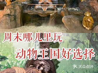 周末哪儿里玩 动物国王好选择