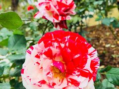 -人民公园(罗湖区)