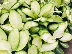 -南通洲际绿博园